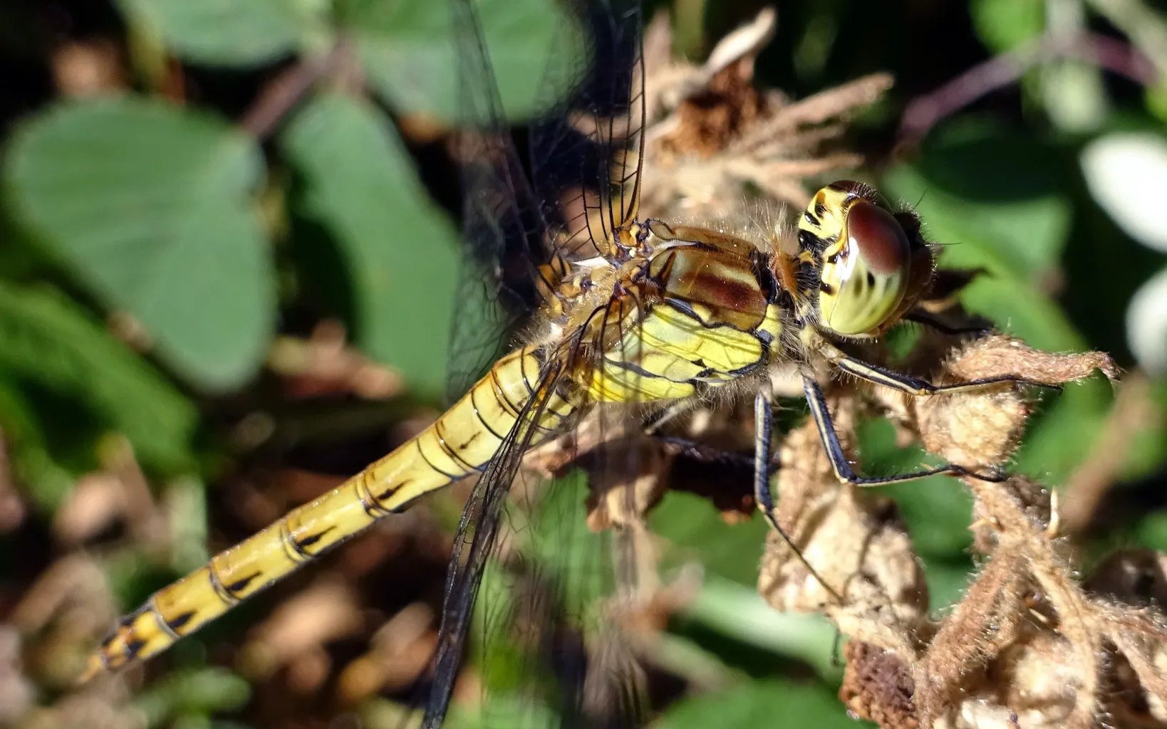 A downwards view of an oak tree looking towards the ground, with large branches reaching up from the ground