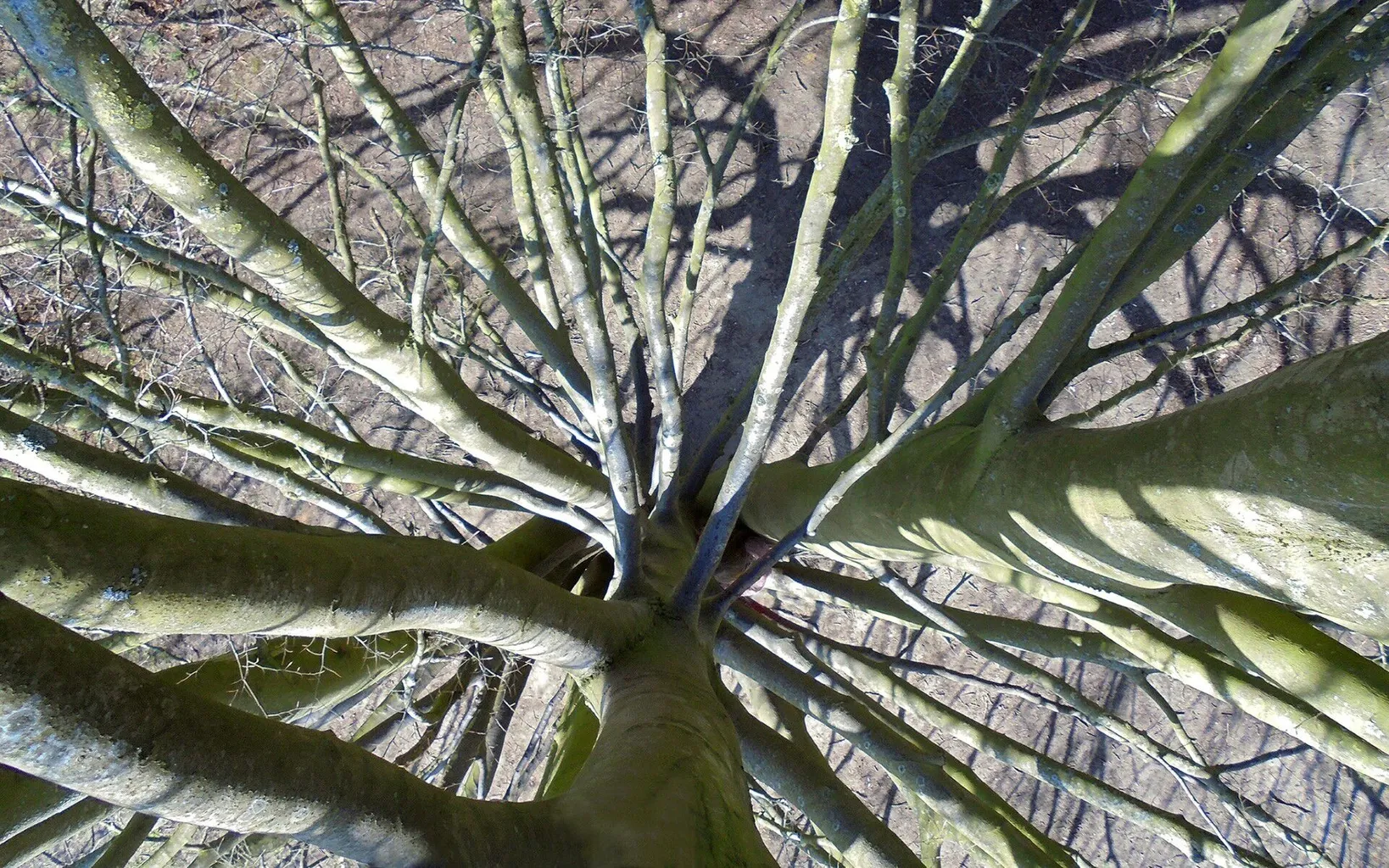 A downwards view of an oak tree looking towards the ground, with large branches reaching up from the ground