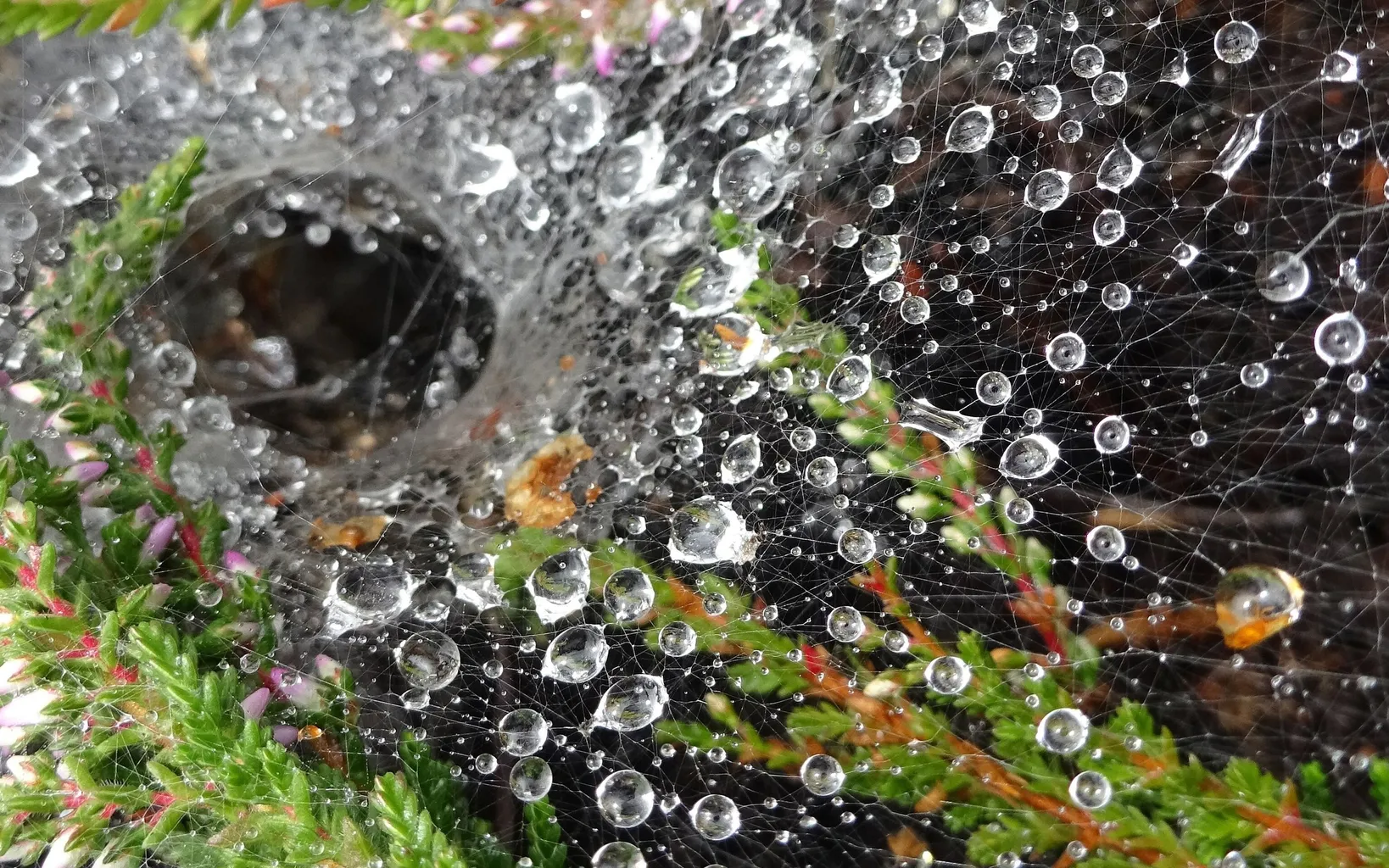 A collection of water droplets connected by a spiders web