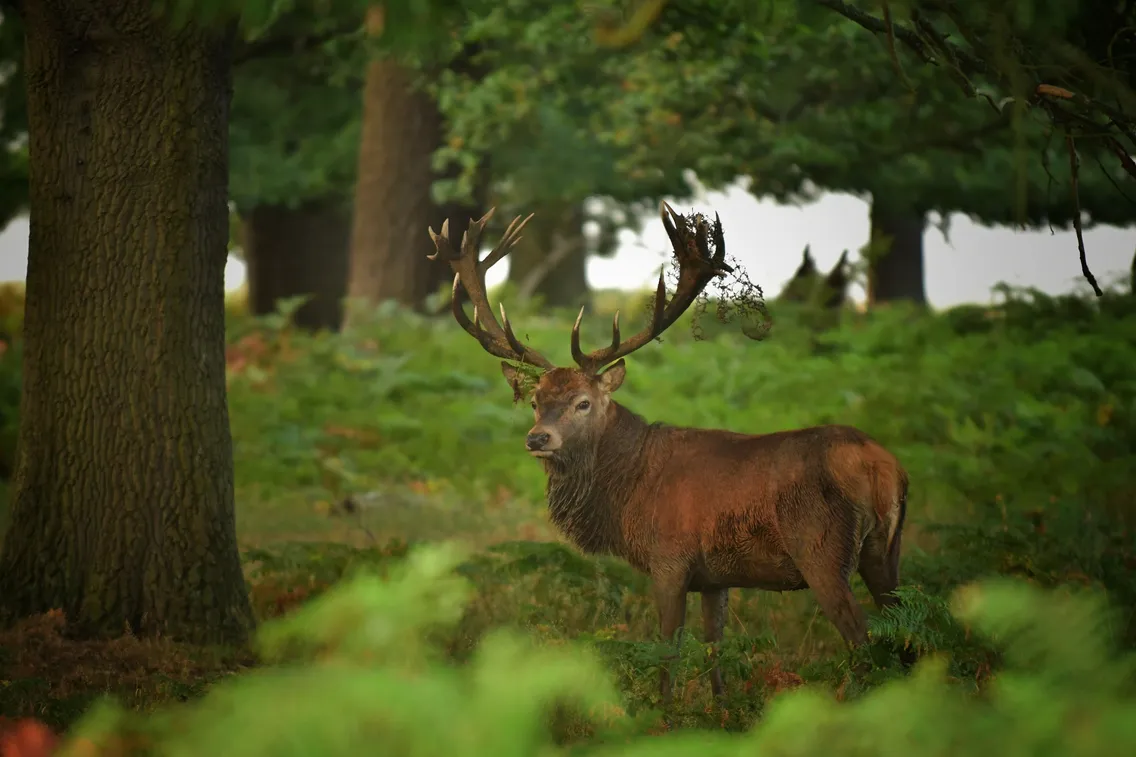 A large stag with antlers stands in a forest clearing surrounded by green ferns and trees.