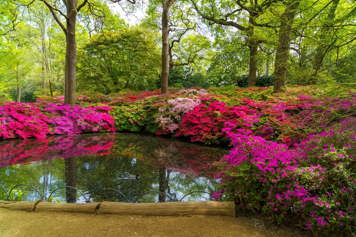 A small pond surrounded by vibrant pink and purple blooming bushes and tall green trees in a lush garden.