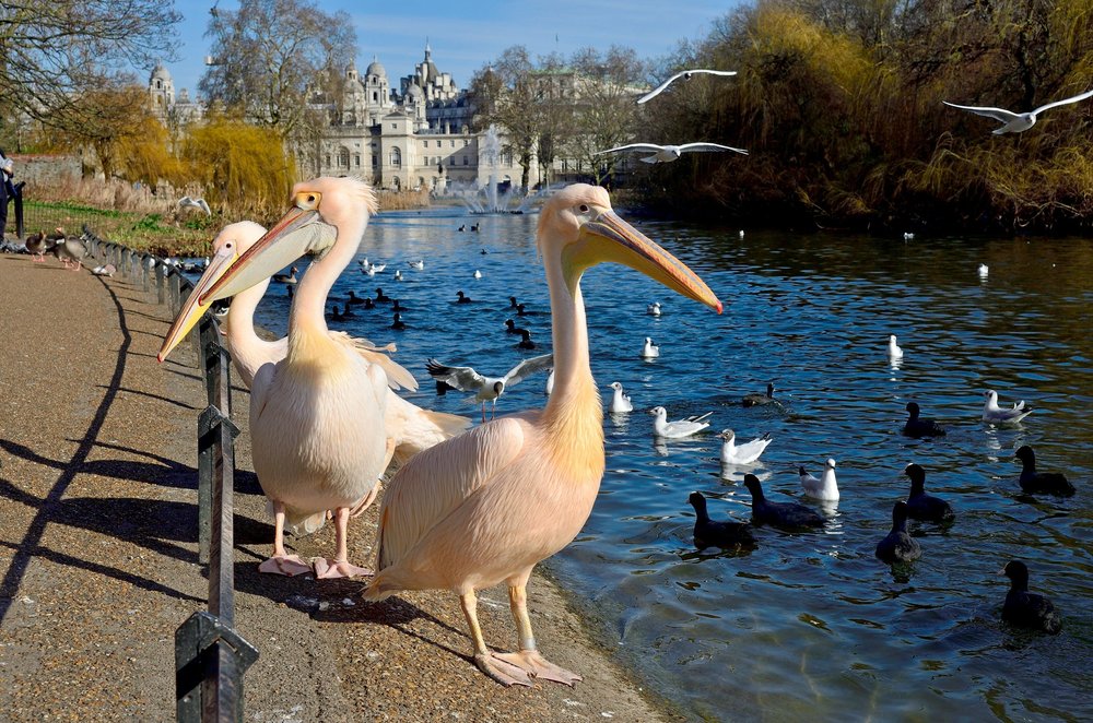 St James's Park: Royal playground & wildlife haven | London Museum