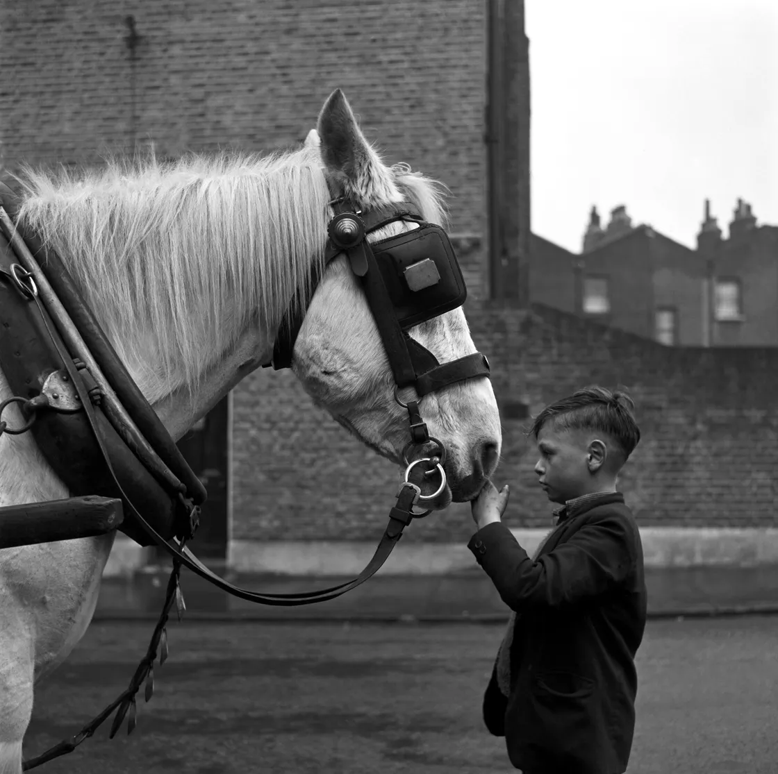 A young boy gently holds the bridle of a white horse against a backdrop of brick buildings.