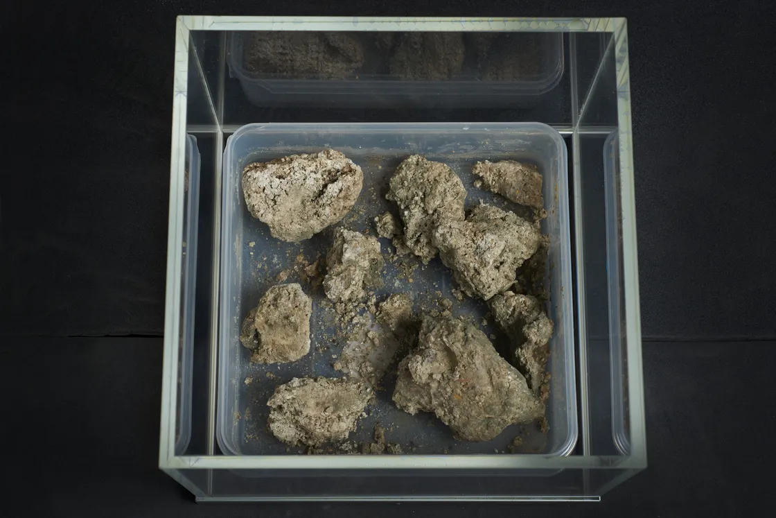 A transparent container holds several irregularly shaped, crumbly brown rocks on a black background.